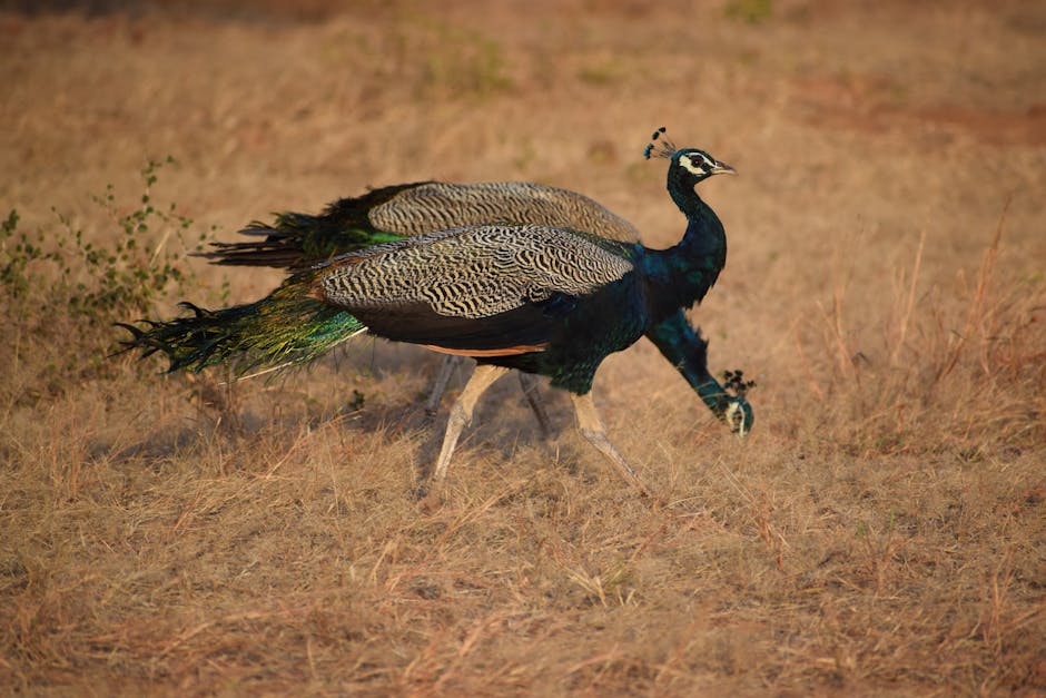 Peacock streaming